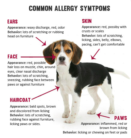 allergy-symtoms-in-dogs-diagram