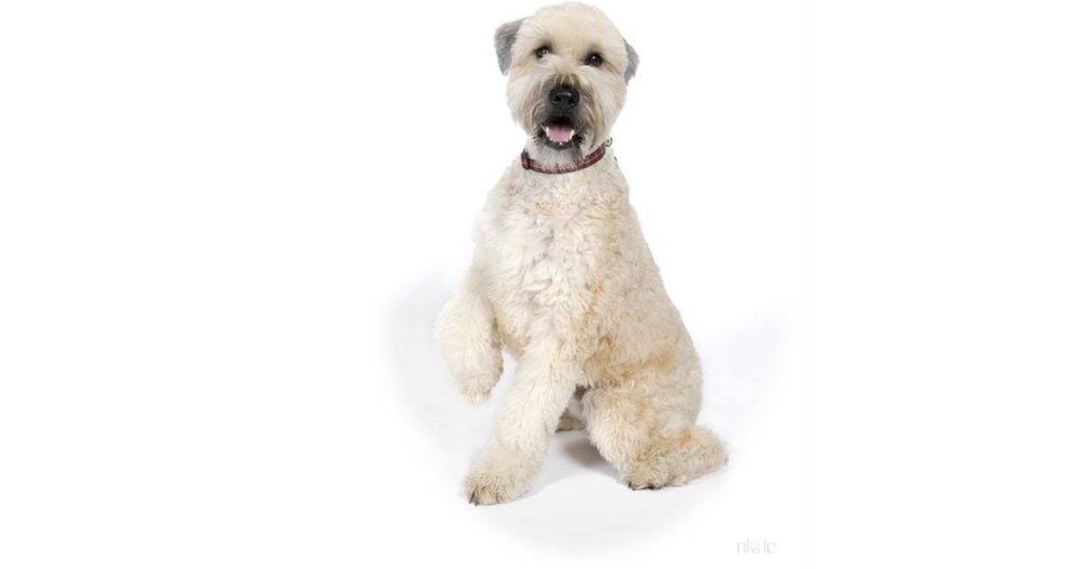 Soft-coated Wheaten Terrier dog