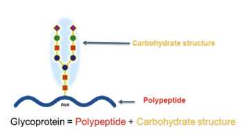 Carbohydrate Structure