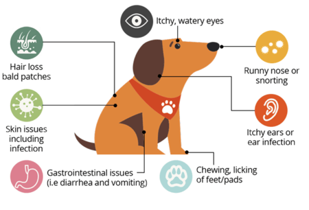 dog-allergy-symptoms-graphic